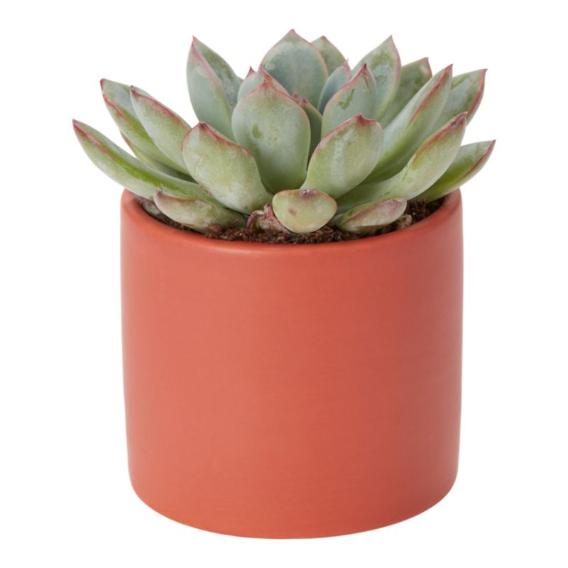 Sukulent Piccomini mix w ceramice 6 cm
