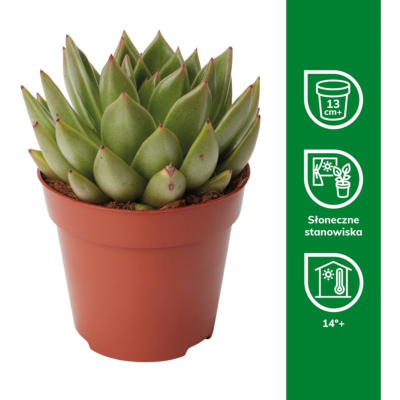 Sukulenty GoodHome 12 cm