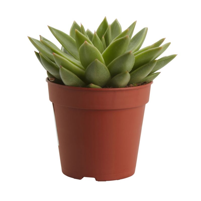Sukulenty GoodHome 12 cm