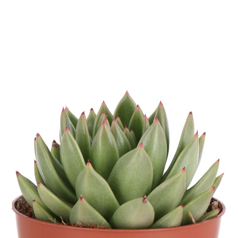 Sukulenty GoodHome 12 cm