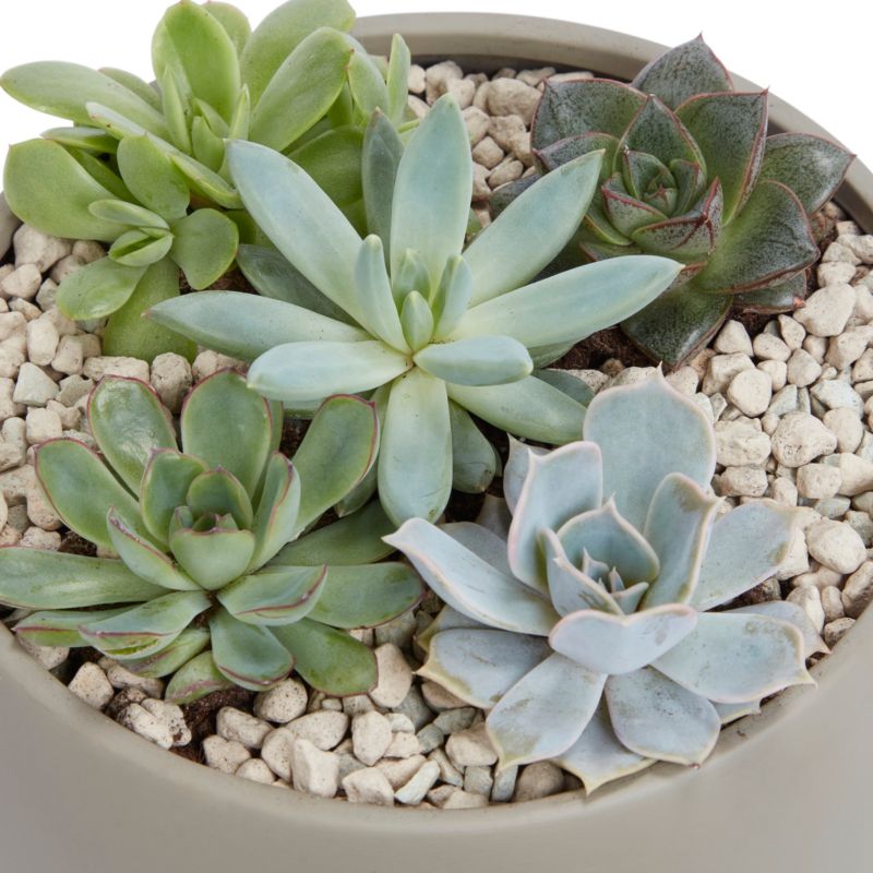 Sukulenty GoodHome 20 cm