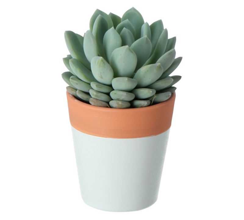 Sukulenty kompozycja GoodHome 5,5 cm