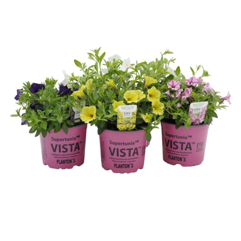 Supertunia Vista Mini