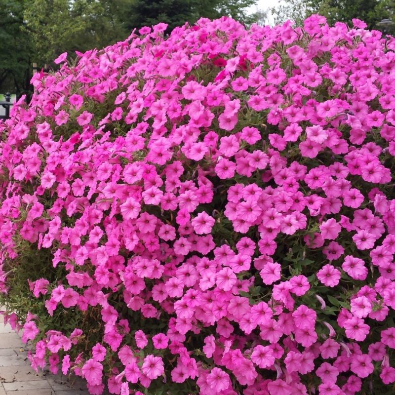Supertunia Vista w doniczce 12 cm