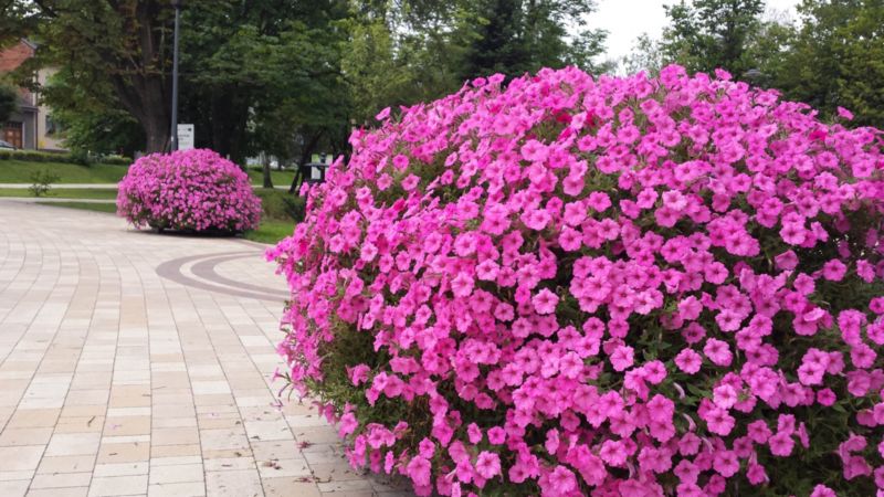 Supertunia Vista