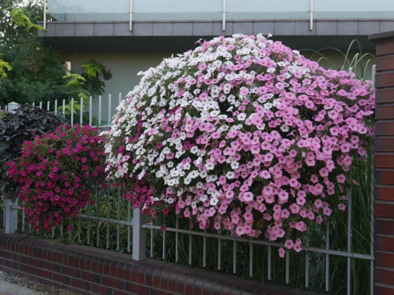 Supertunia Vista