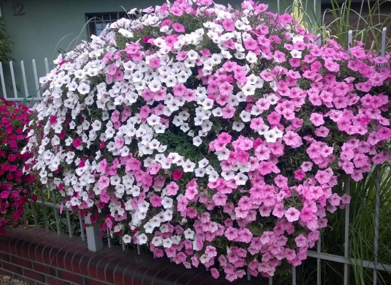 Supertunia Vista