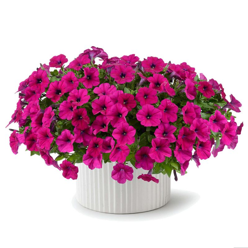 Surfinia petunia doniczka 11 cm