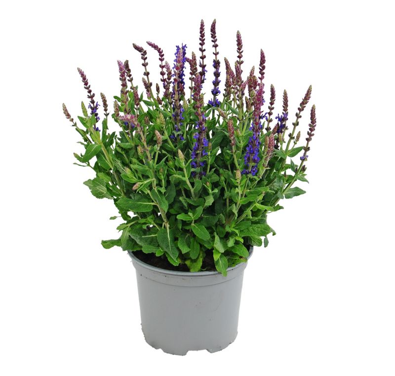 Szałwia salvia nemorosa 17 cm