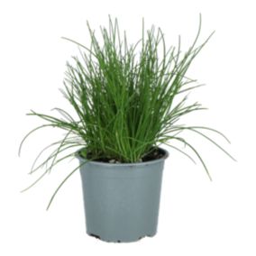Szczypiorek 14 cm wys. 20 cm