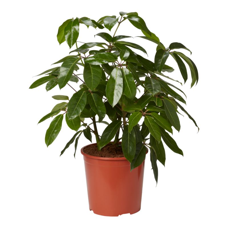 Szeflera 30 cm wys. 110 cm
