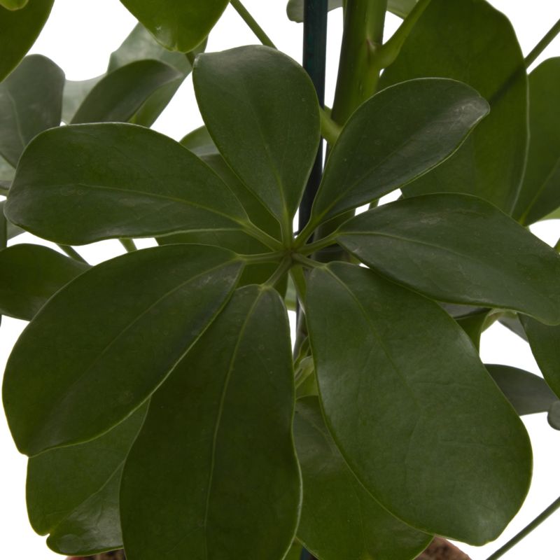 Szeflera doniczka 13 cm wys. 40 cm