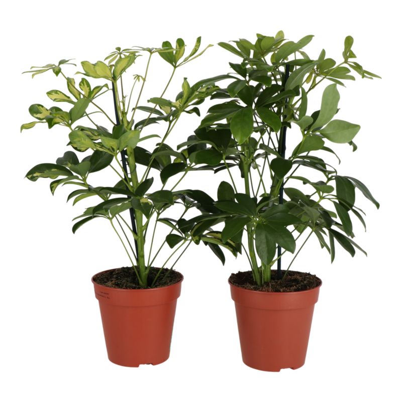 Szeflera doniczka 13 cm wys. 40 cm