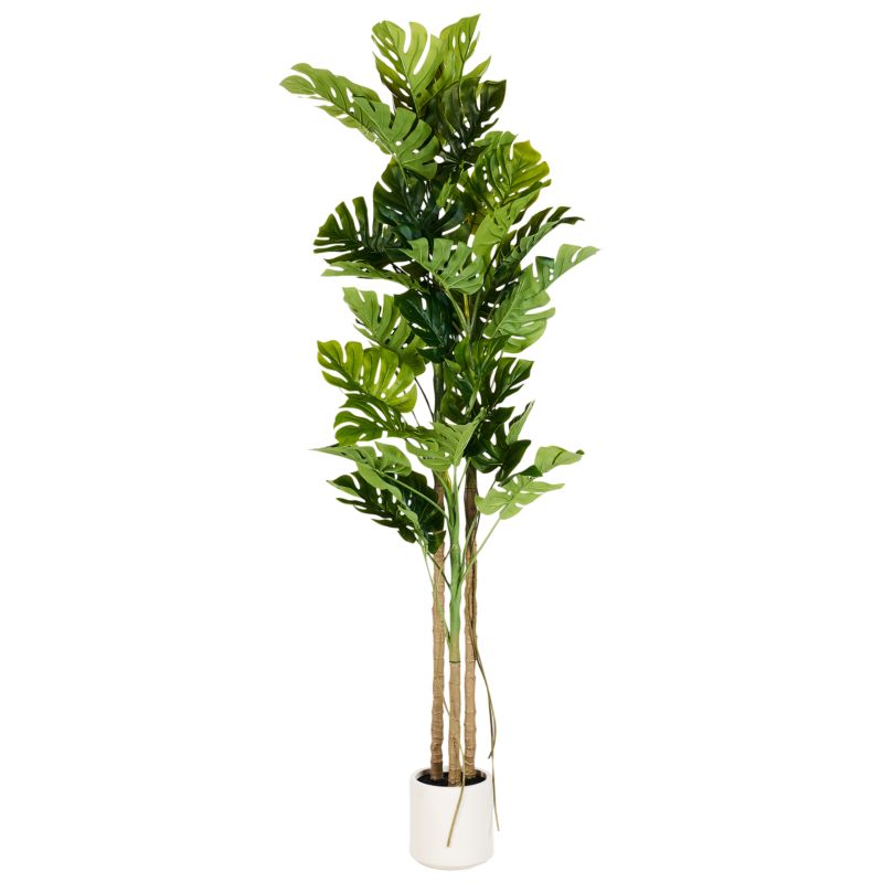 philodendron neon lemon lime Lemon Heart Leaf Philodendron (6in) 6in Pot