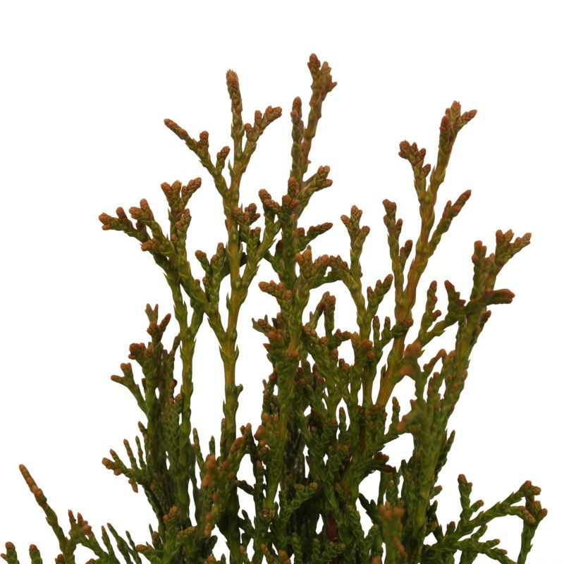 Thuja occidentalis Smaragd 50-60 cm