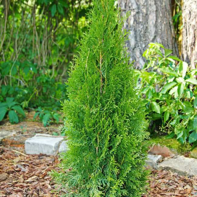 Thuja Smaragd 120-140 cm