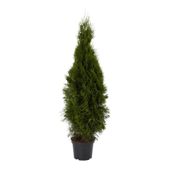 Thuja Smaragd 120-140 cm