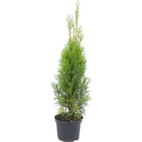 Thuja Smaragd 2 L