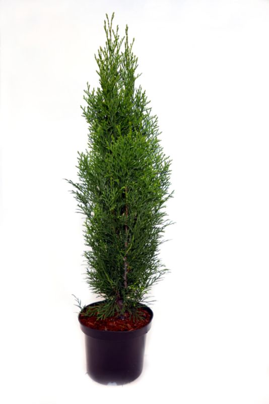 Thuja Smaragd w doniczne 1,5 l 50-70 cm