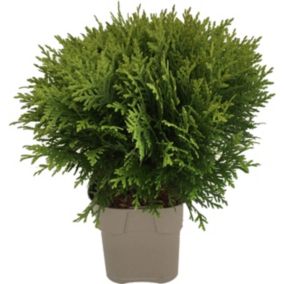 Thuja Żywotnik Danica Verve 2 l