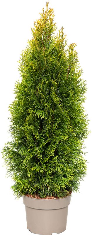 Thuja Żywotnik Golden Smaragd Verve 5 l