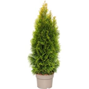 Thuja Żywotnik Golden Smaragd Verve 5 l