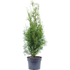 Thuja żywotnik King of Brabant Verve 5 l