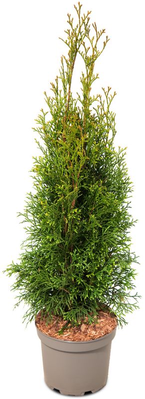Thuja Żywotnik zachodni Szmaragd doniczka 19 cm