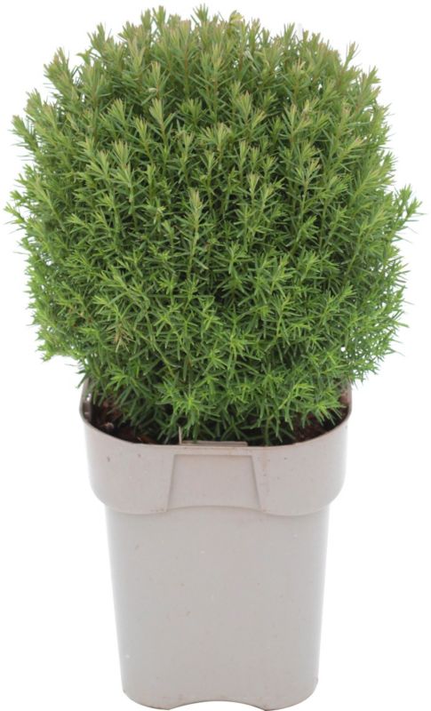 Thuja Żywotnik zachodni Teddy Verve 2 l