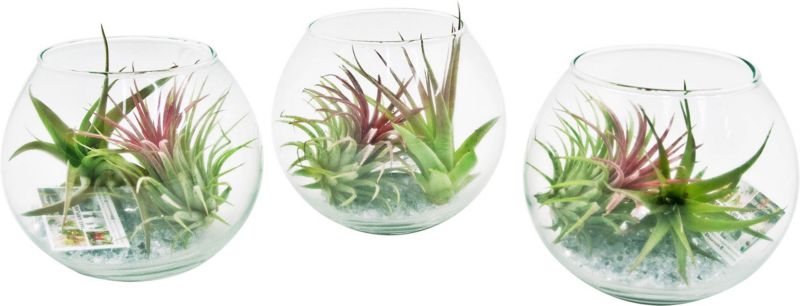 Tillandsia w szklanej kuli 12 cm