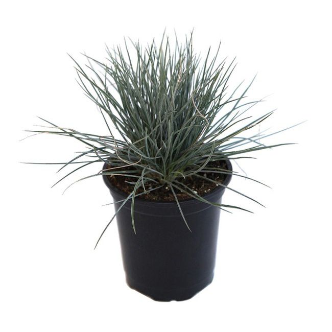 Trawa Festuca P9