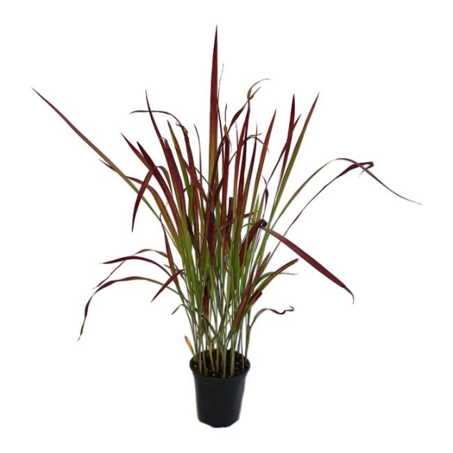 Trawa Imperata Red Baron P9