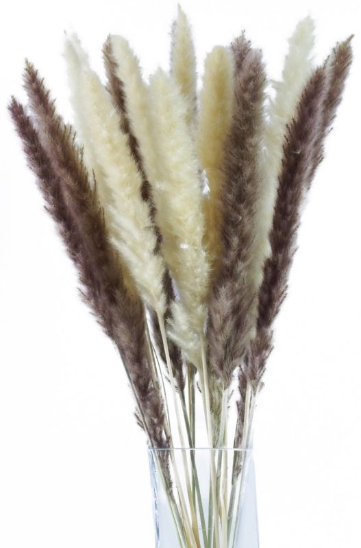 Trawa pampasowa 64 cm mix kolorów
