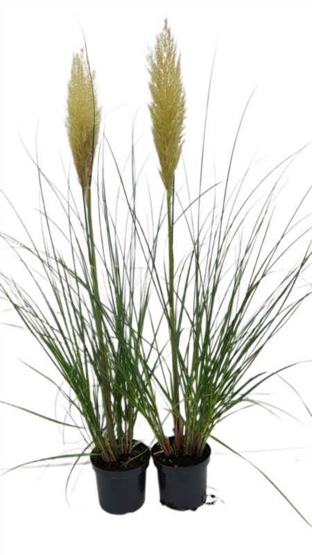 Trawa pampasowa doniczka 14 cm