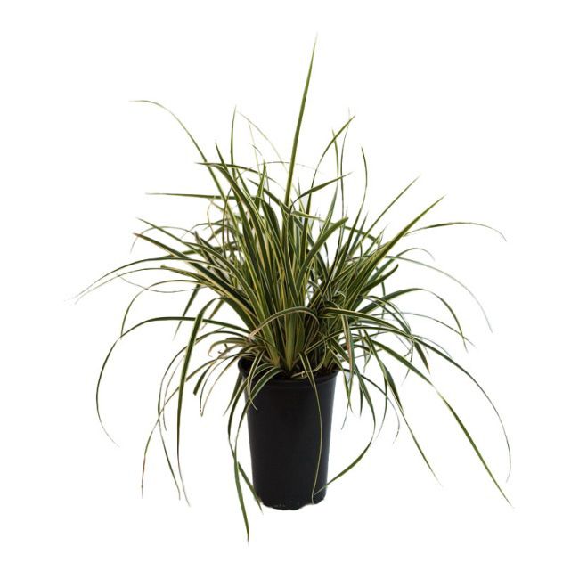 Trawa Turzyca Carex w doniczce C2