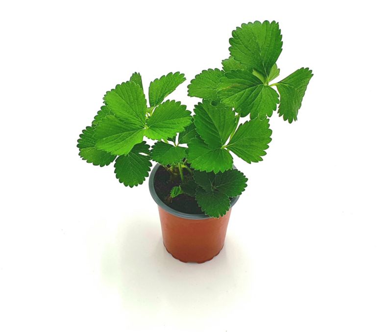 Truskawka sadzonka 12 cm
