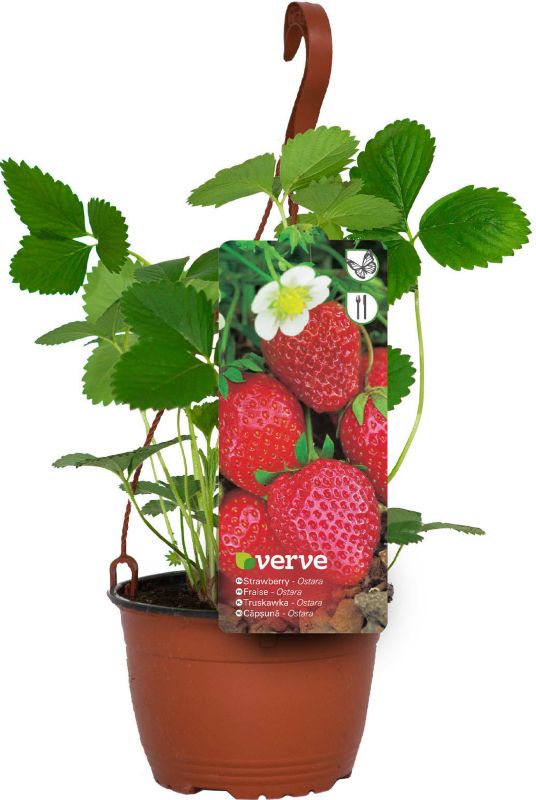 Truskawka wisząca Verve w doniczce C1,5