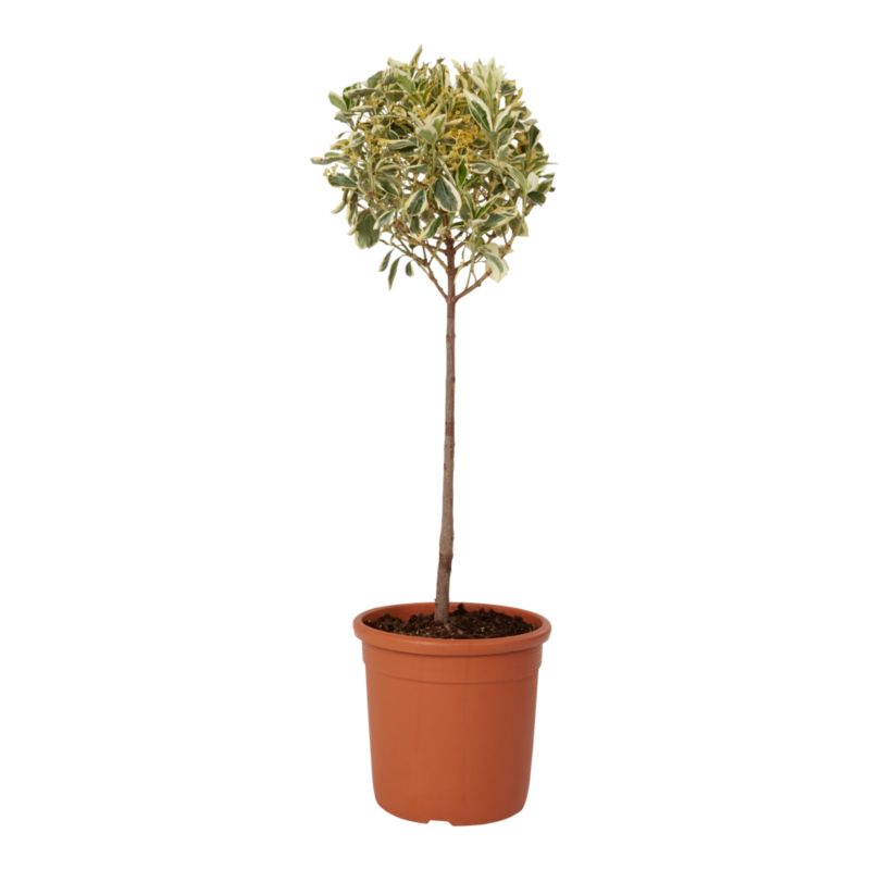 Trzmielina japońska Bravo mini 7,5 l wys. 100 cm