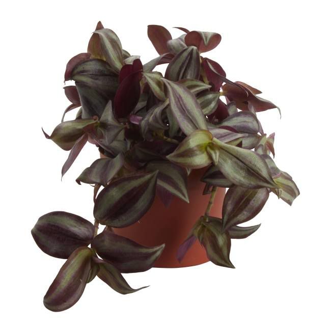Trzykrotka doniczka 12 cm wys. 20 cm