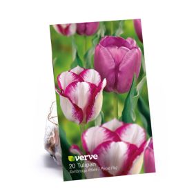 Tulipan Affaire Purple Flag Verve