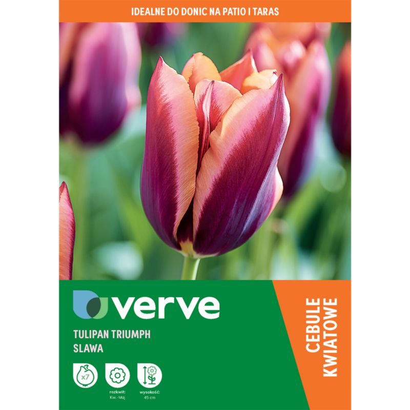 Tulipan Burgandy Peach Muvota Slawa 7 szt.