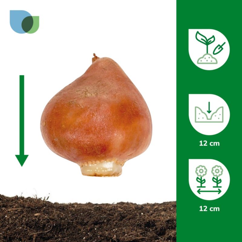Tulipan Burgandy Peach Muvota Slawa 7 szt.