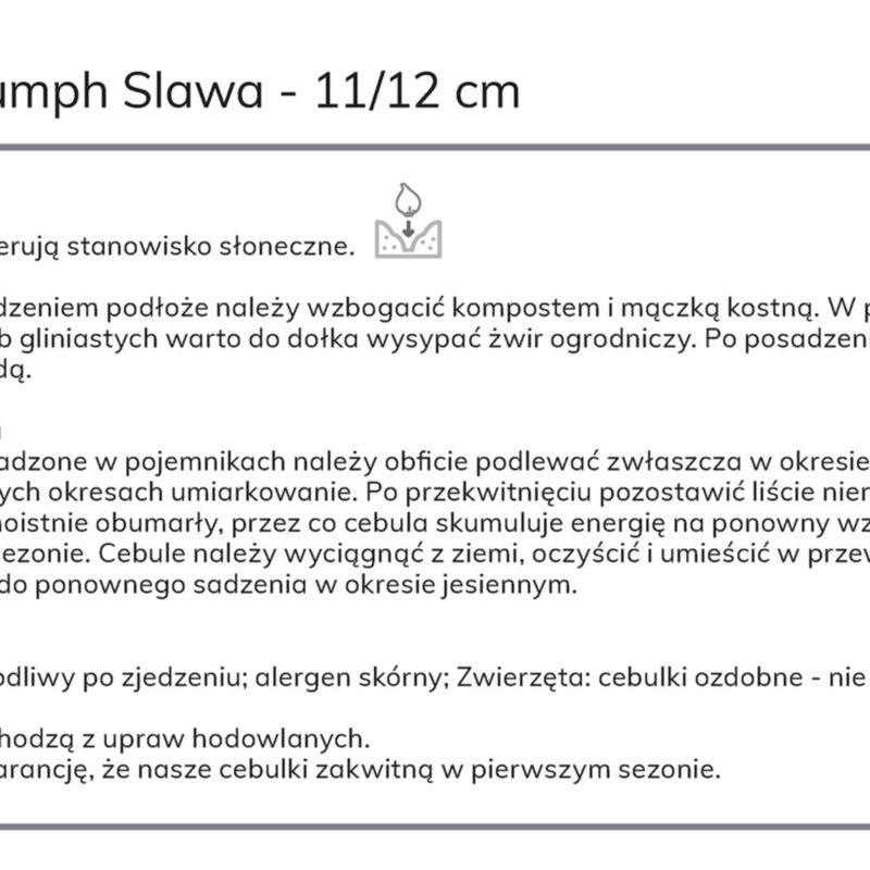 Tulipan Burgandy Peach Muvota Slawa 7 szt.
