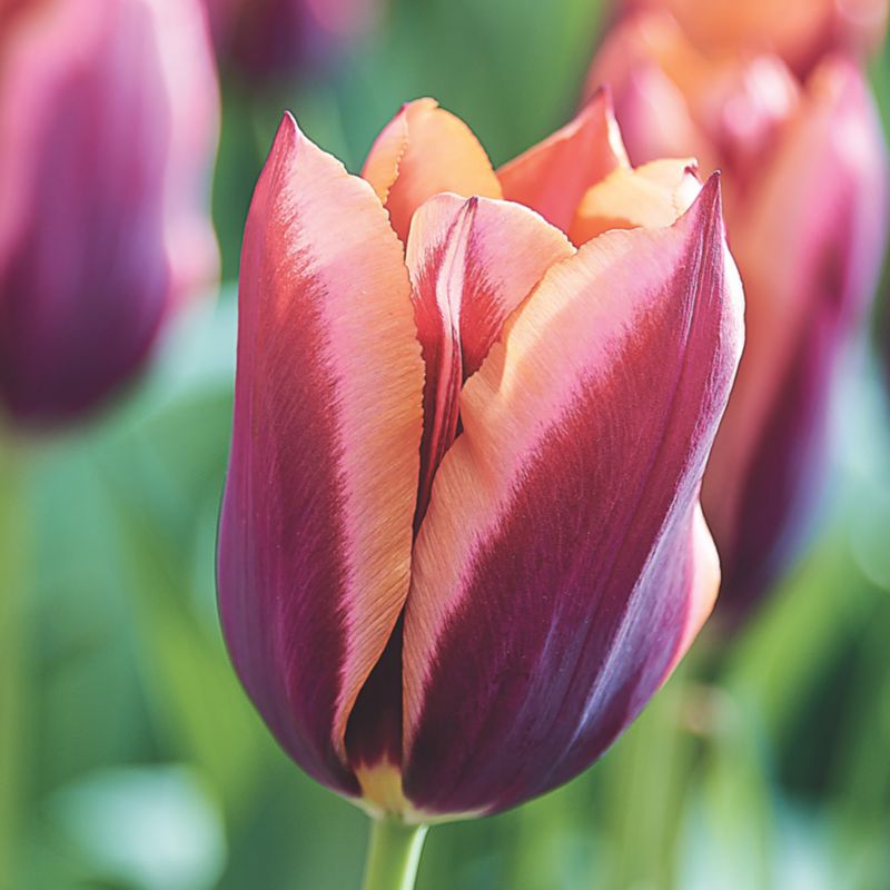 Tulipan Burgandy Peach Muvota Slawa 7 szt.