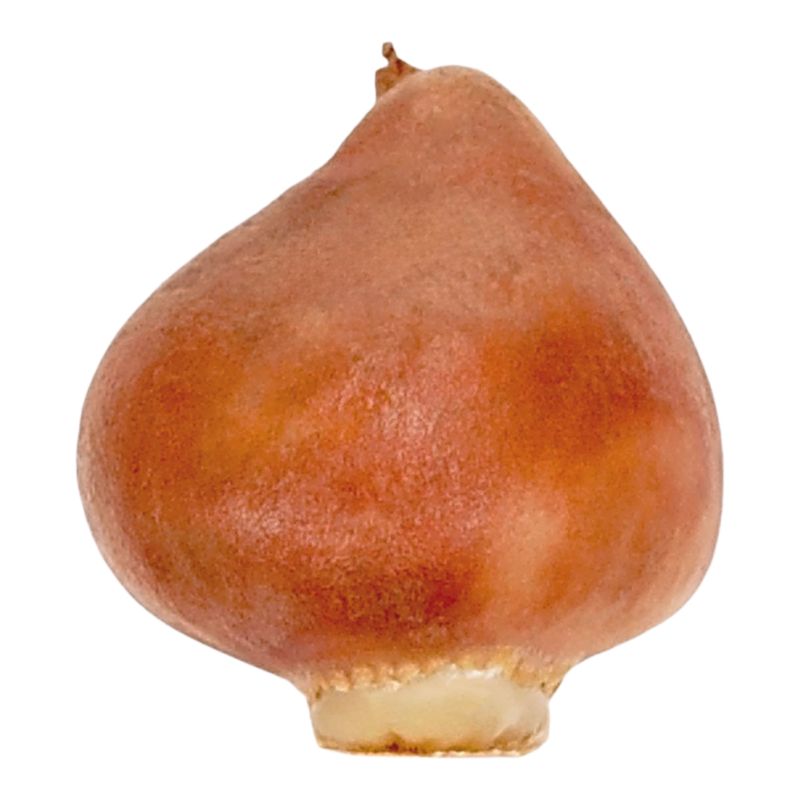 Tulipan Burgandy Peach Muvota Slawa 7 szt.