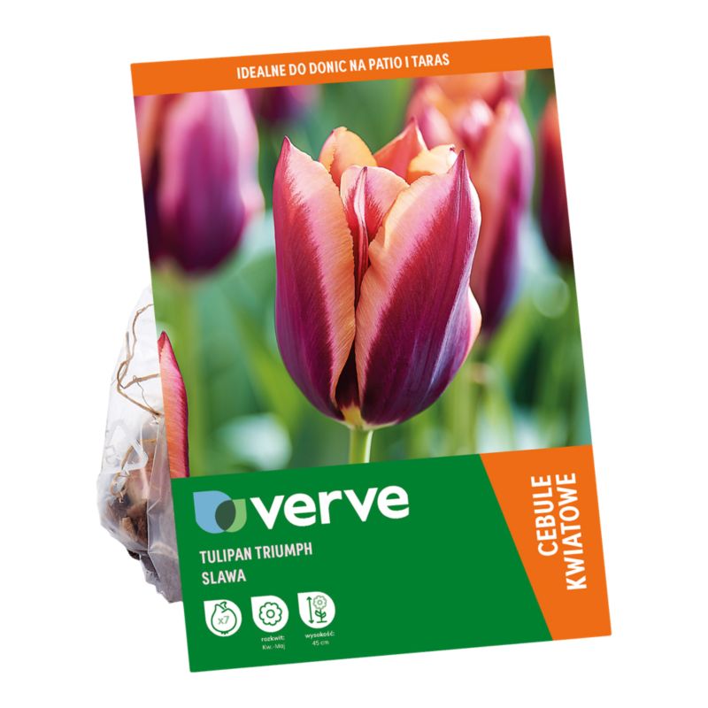 Tulipan Burgandy Peach Muvota Slawa 7 szt.