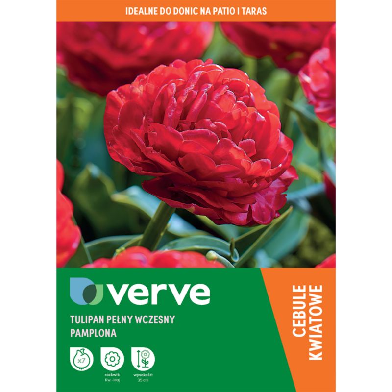 Tulipan Double Red Pamplona 7 szt.