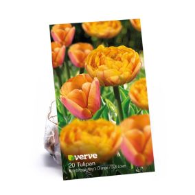 Tulipan Kings Orange Sunlover Verve