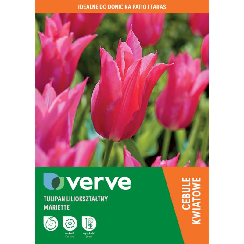 Tulipan Lily Pink Mariette 7 szt.