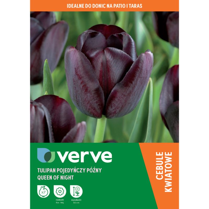 Tulipan Queen of the night 7 szt.